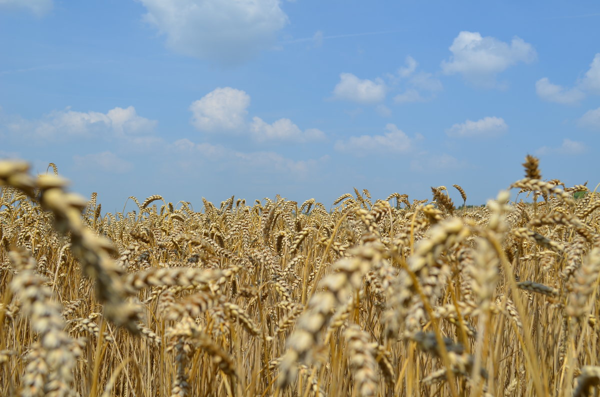 пшеничное поле - ruslan romaniuk