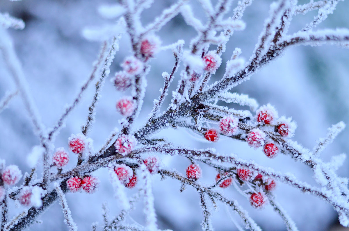 Зимние ягоды - Pavel Dubakin