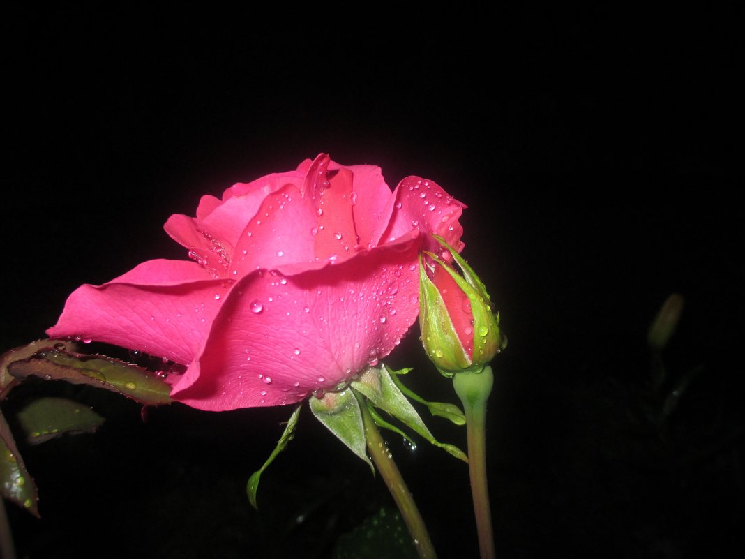 Королева цветов после дождя... - Valentina 