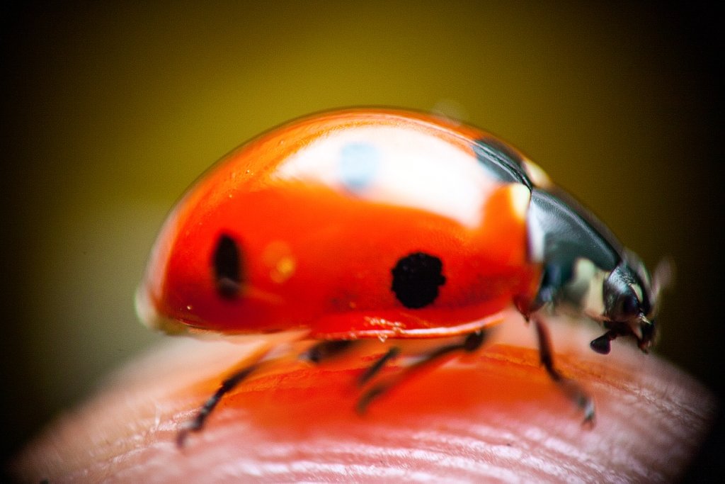 Ladybug - Максим Миронов