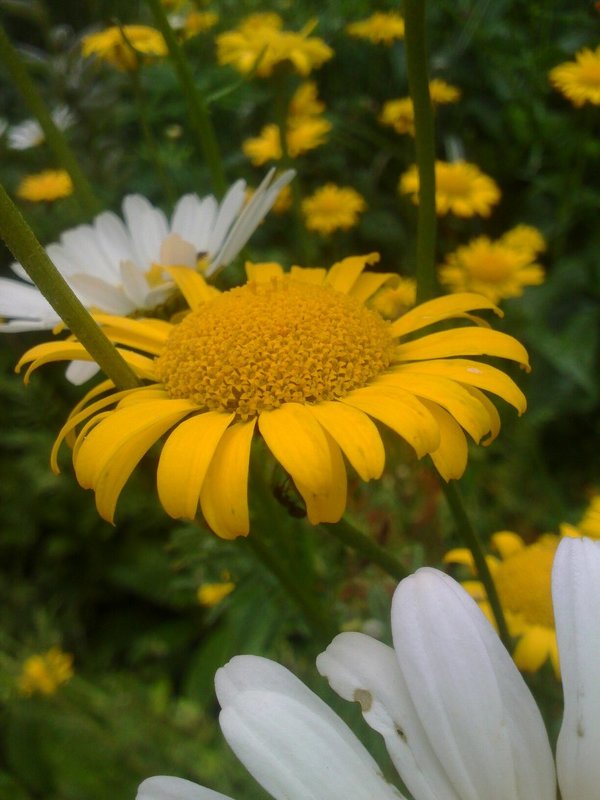 солнечные цветы - Даша Гринёва