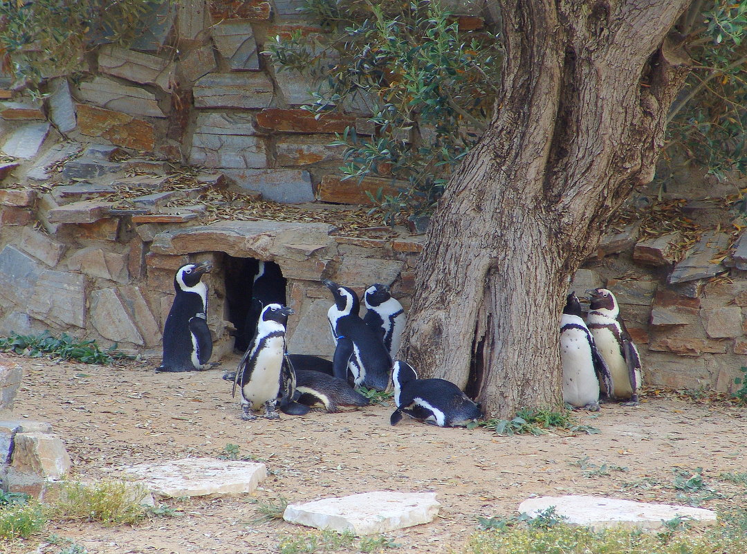 Пингвины под оливковым деревом. - Оля Богданович