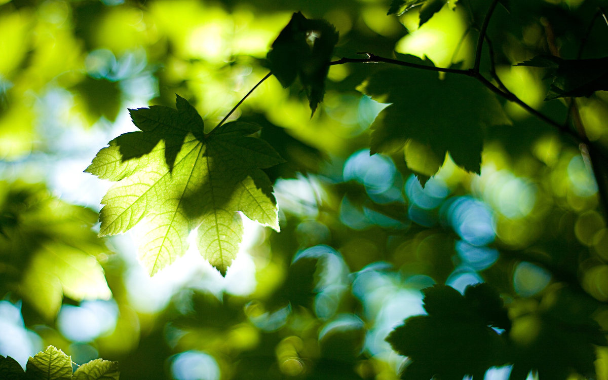 green - ~ Backstage ~ N.