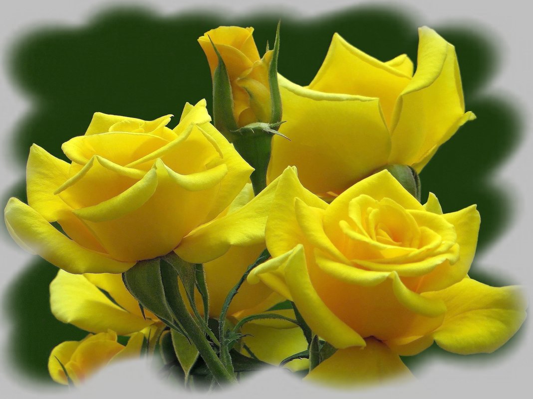 Интересен символ жёлтой розы - Татьяна Смоляниченко