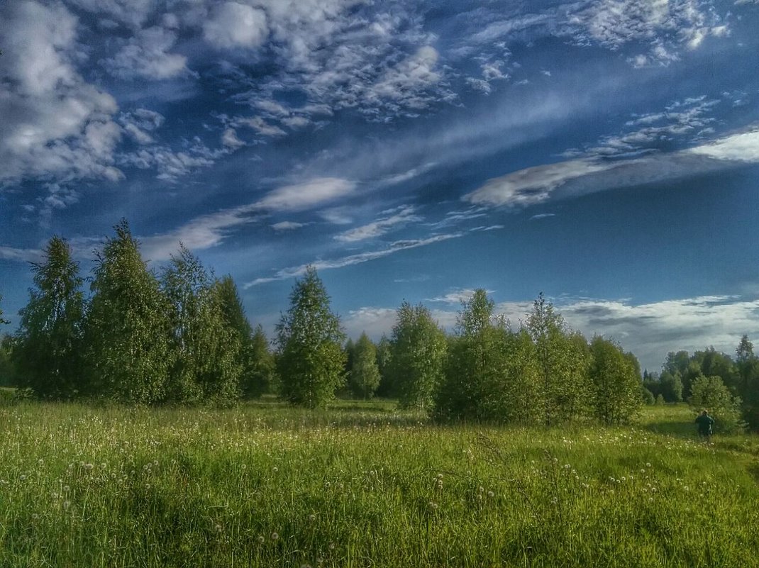 Деревья, небо и трава - Ирина Крохмаль