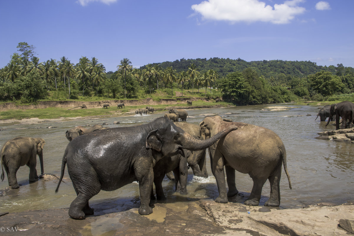 Pinnawela elephant orphanage in Sri Lanka - Андрей 