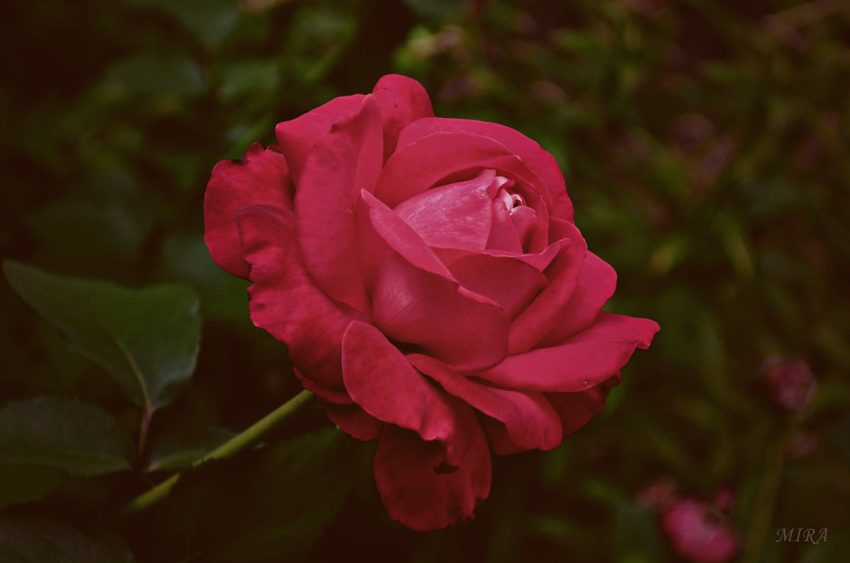 Подари мне розу красную с лепестками тёмно-нежными... - *MIRA* **
