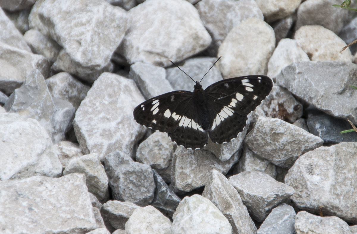 Бабочка на камнях - marmorozov Морозова