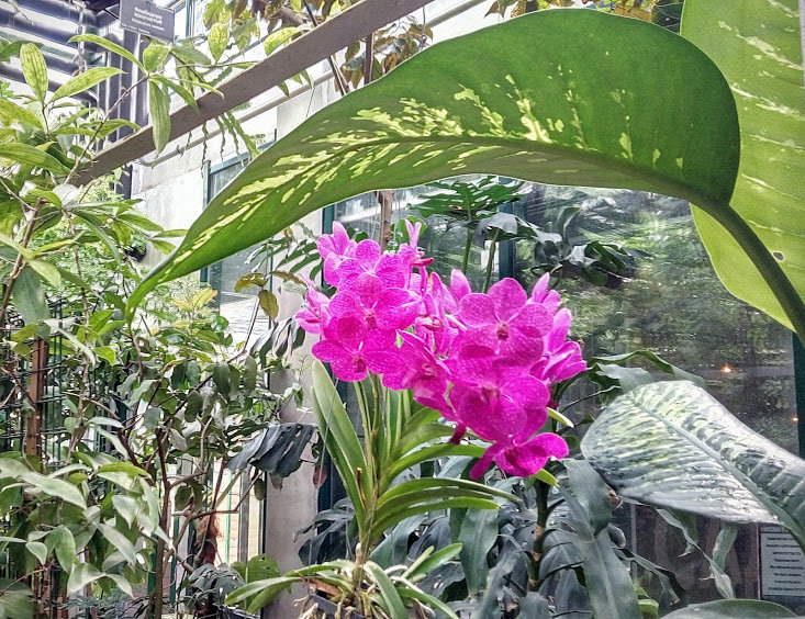 Орхидея в Аптекарском огороде. - Larisa Ereshchenko