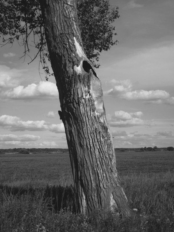 Одинокое древо - Павел Зюзин