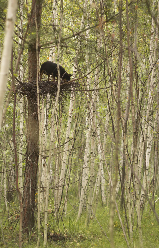Собака гнездиться в лесах  Новосибирска..... - Вера Арасланова