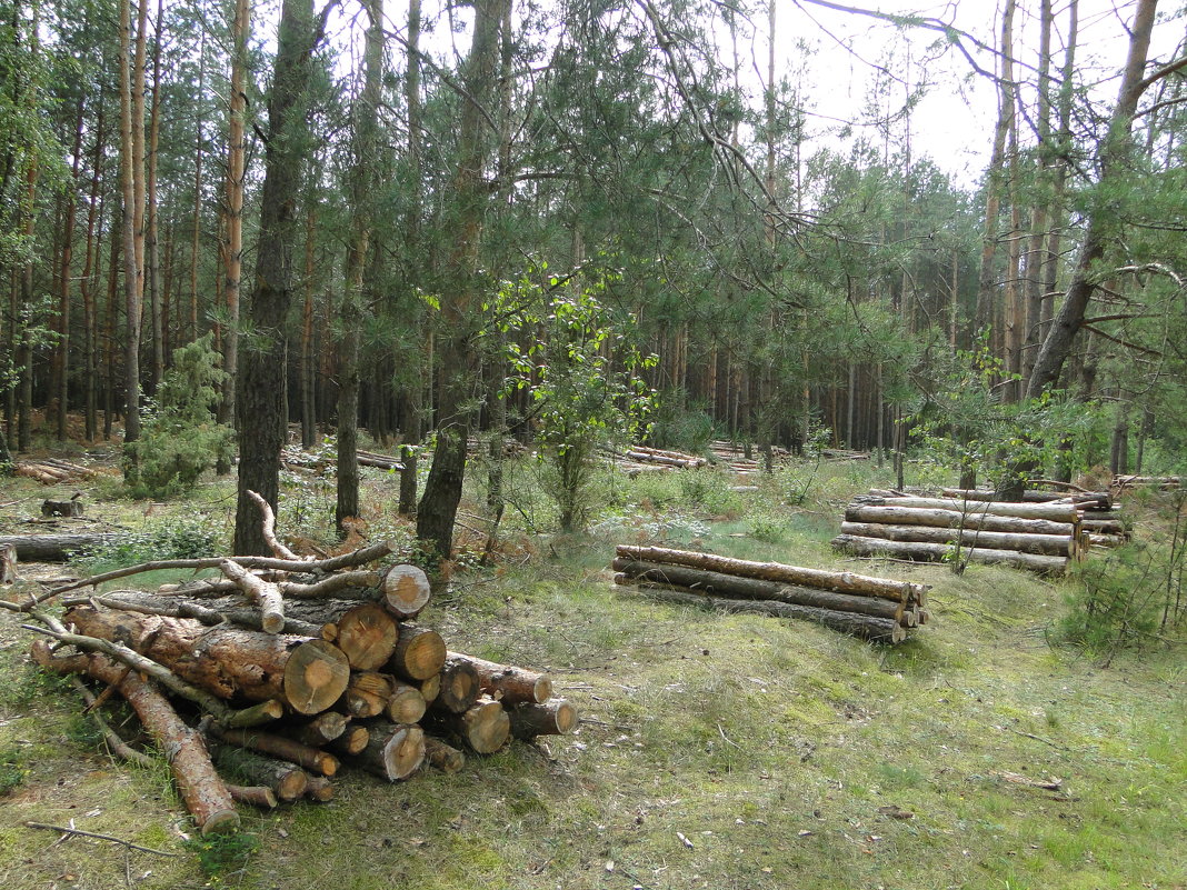 Лесоповал - Александр Винников