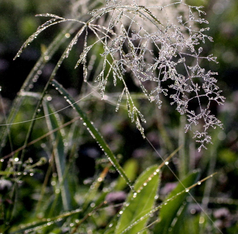 травы в тумане - Анна 