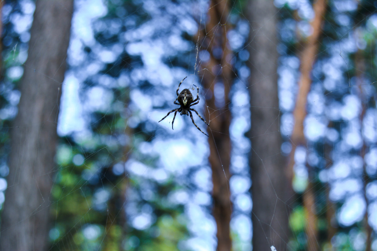 Лесная живность, паук - Света Кондрашова