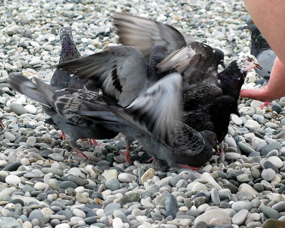 Дикие  голуби на  пляже - Валерия  Полещикова 