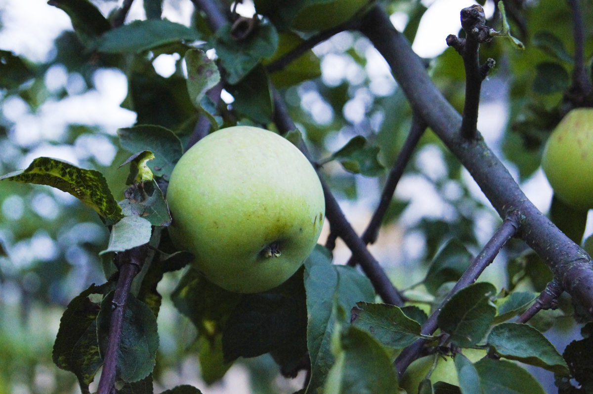 Яблоки в саду - Ирина Аршинова