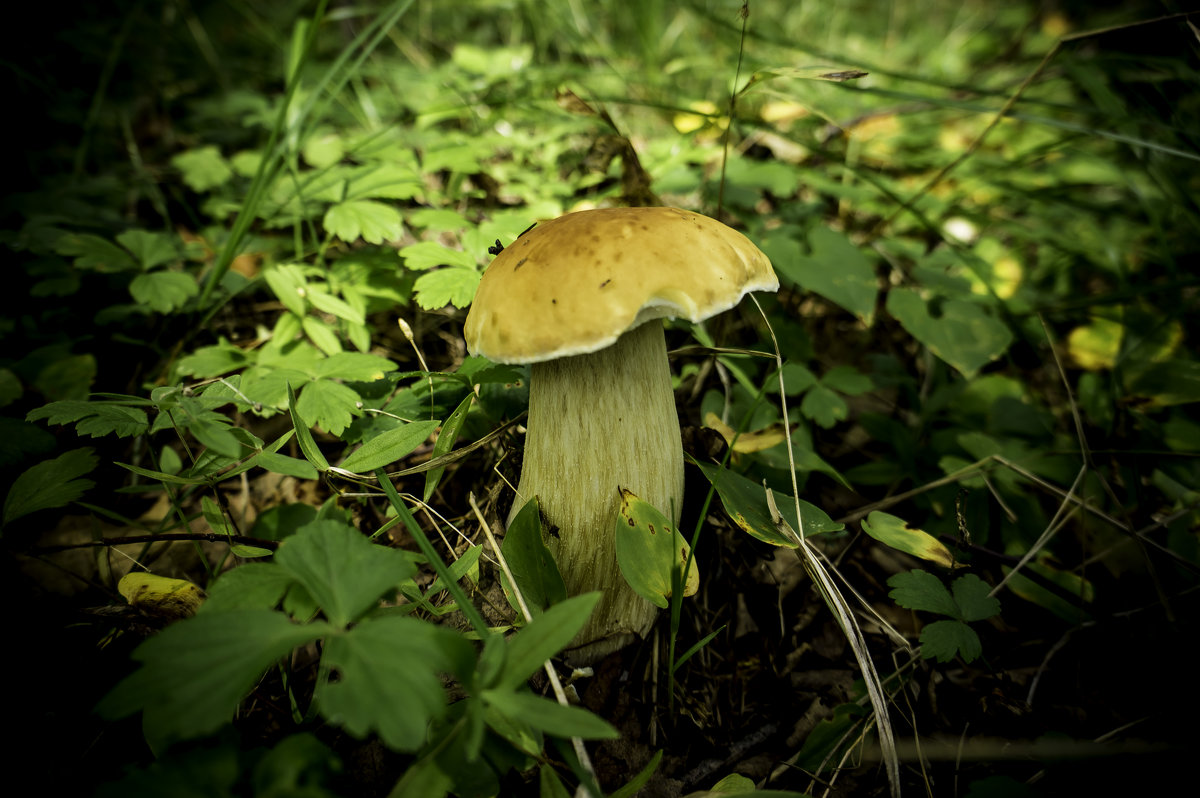 Белые грибы - Ирина Антоновна