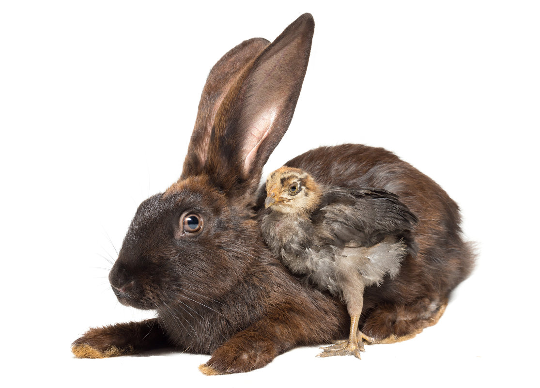 Кролик и цыплёнок - Alex Bush