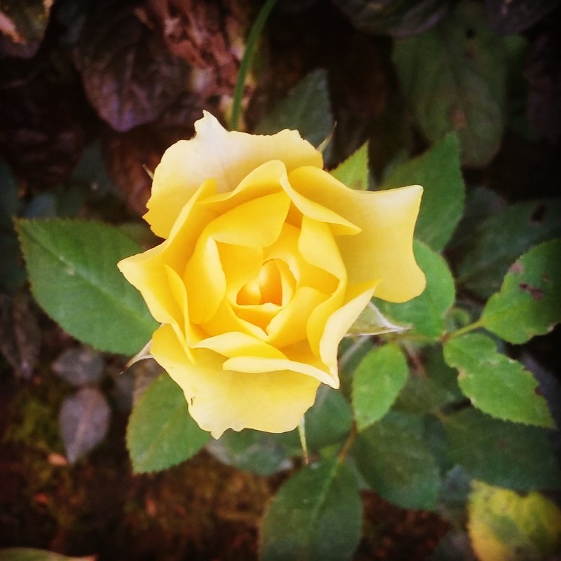 Золотая роза - Виктория Нефедова
