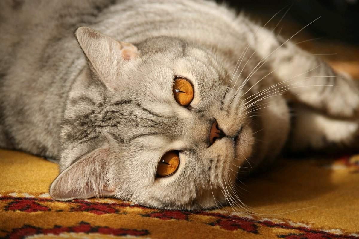 Красивый домашний кот - Gulyara Rostovtseva