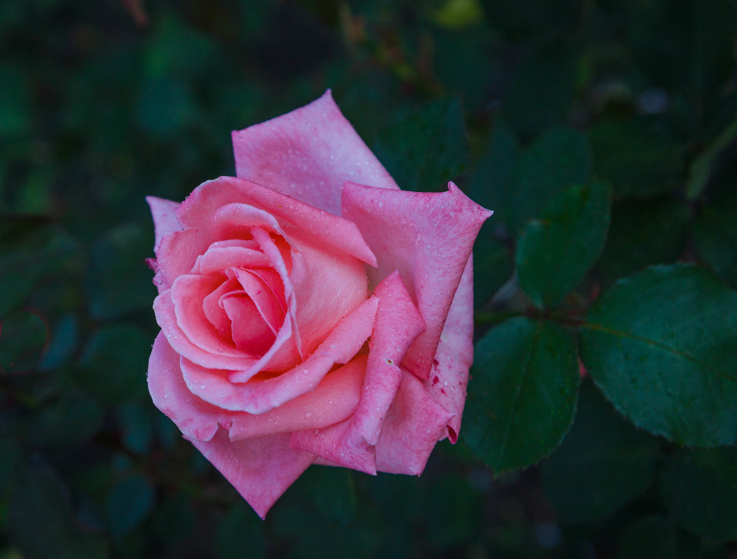 « …Нежный розовый цветок , с ароматом лепесток..» - Андрей Нибылица