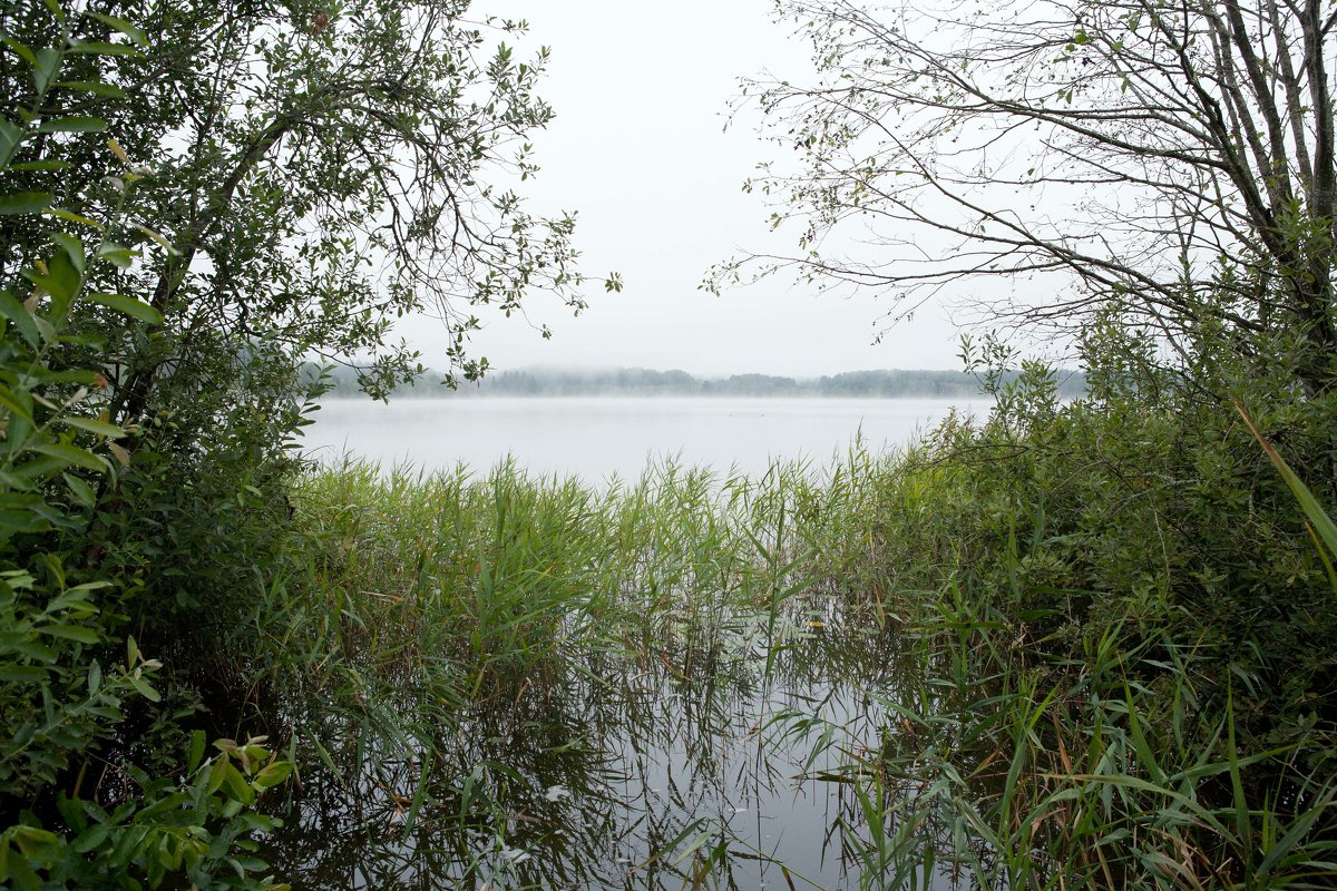 Лесное озеро - Владимир Левый