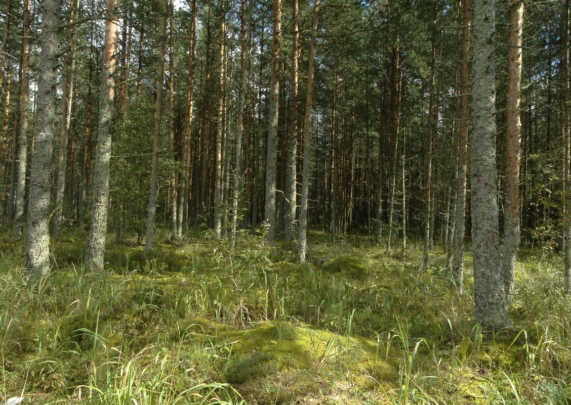 лес в августе - Михаил Жуковский