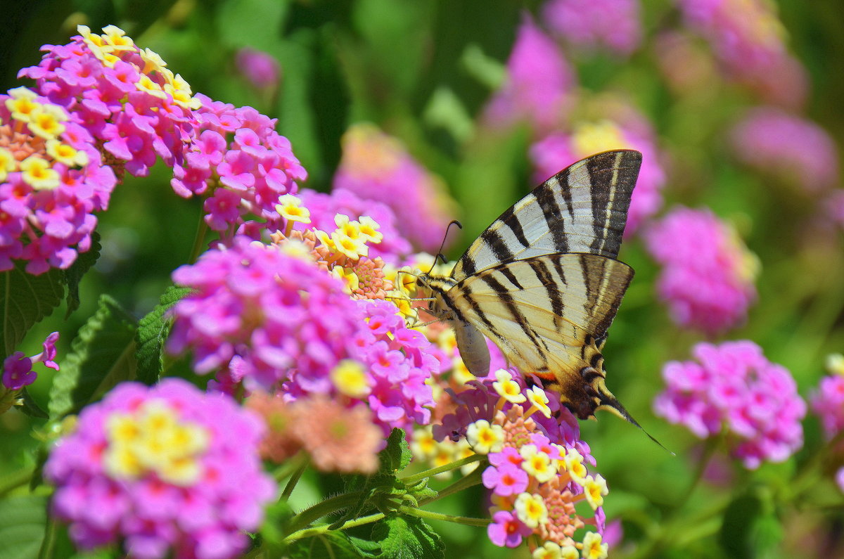 Бабочка собирает нектар с цветка . - Оля Богданович