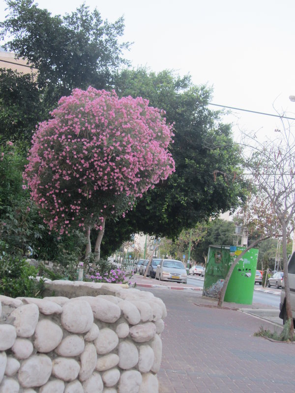 Дерево розовый олеандр - Герович Лилия 