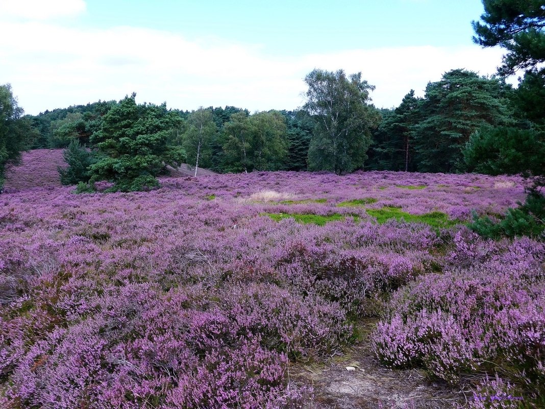 Fischbeker Heide Hamburg - Nina Yudicheva