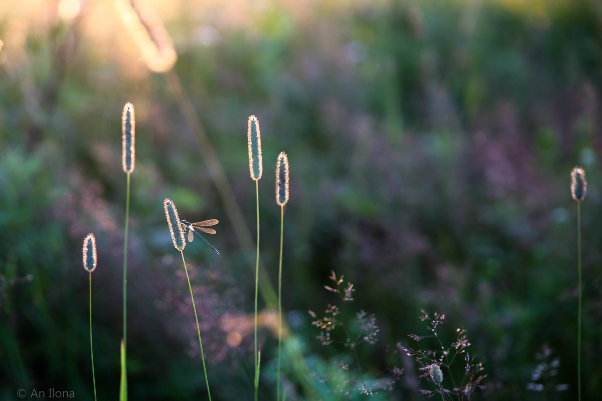 Стрекоза и травы.Закатное - Ilona An