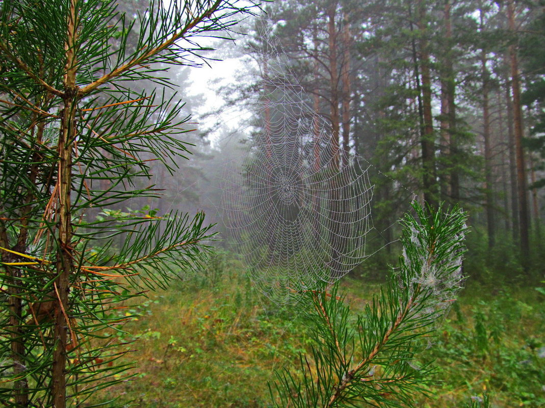 По утру в лесу туманном - Yury Kuzmič