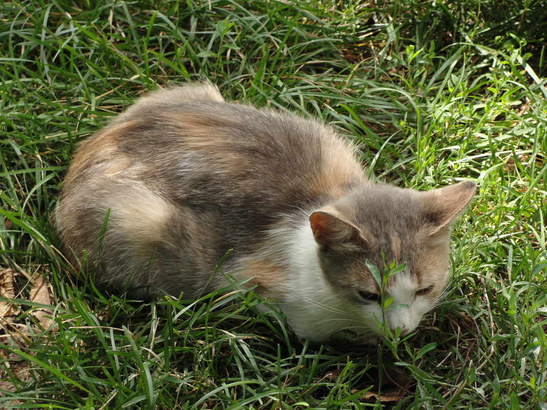 трехцветная кошка - kate grayeyed