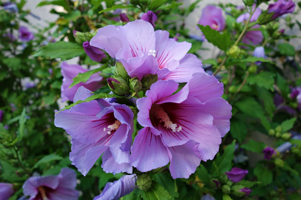 Hibiscus "Marina" - Galina Dzubina