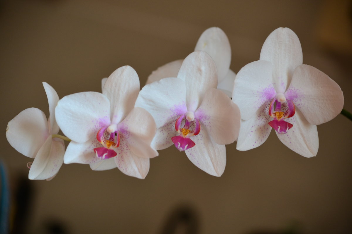 орхидея - Светлана Пантелеева