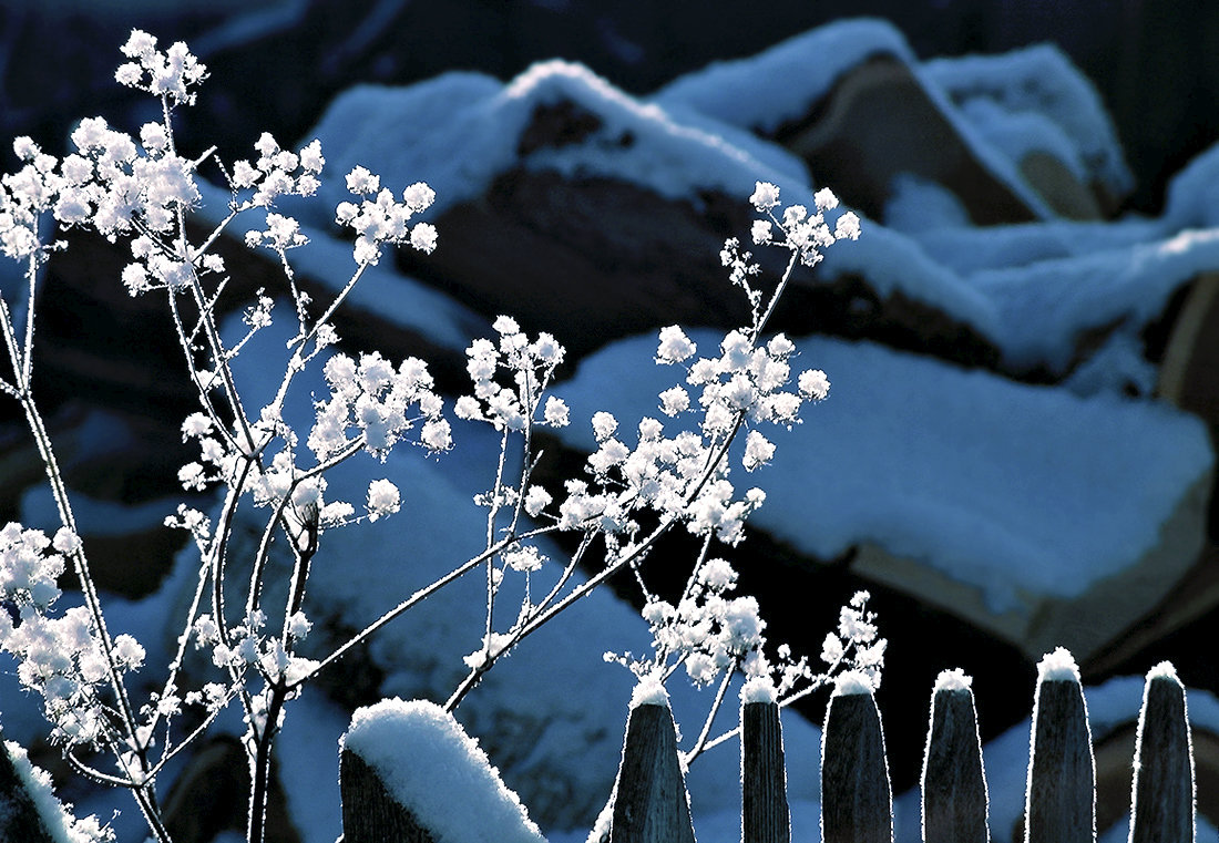 Цветы зимы на рассвете - Екатерина Торганская