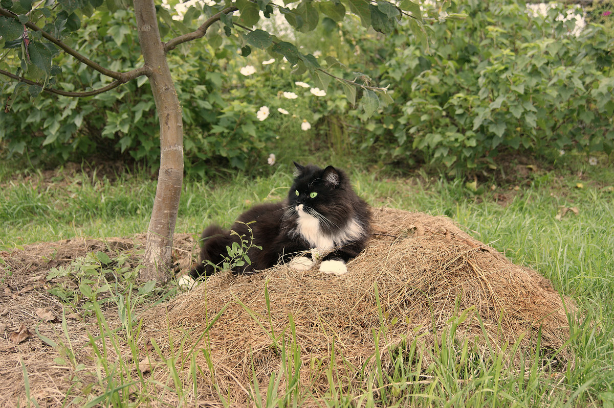 Кот на сене - тоже собака :-) - Инна *