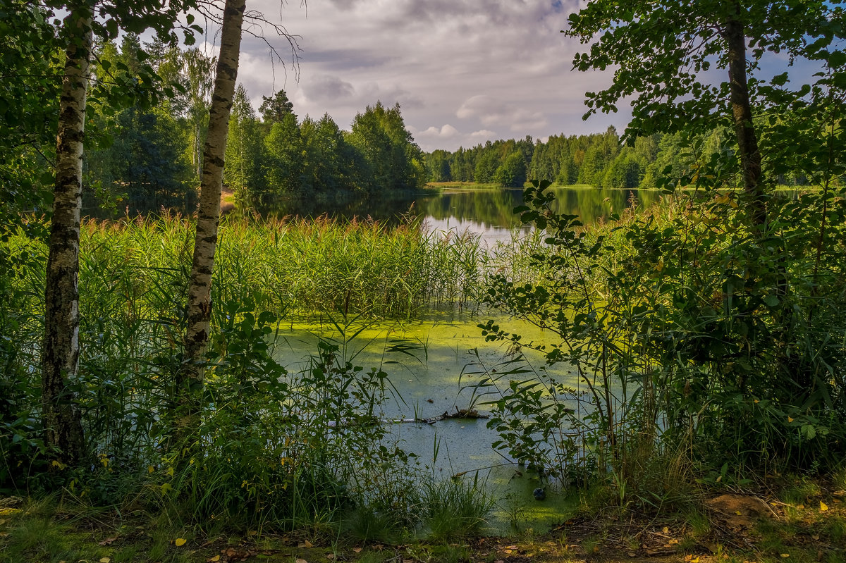 Август озеро в лесу - Андрей Дворников