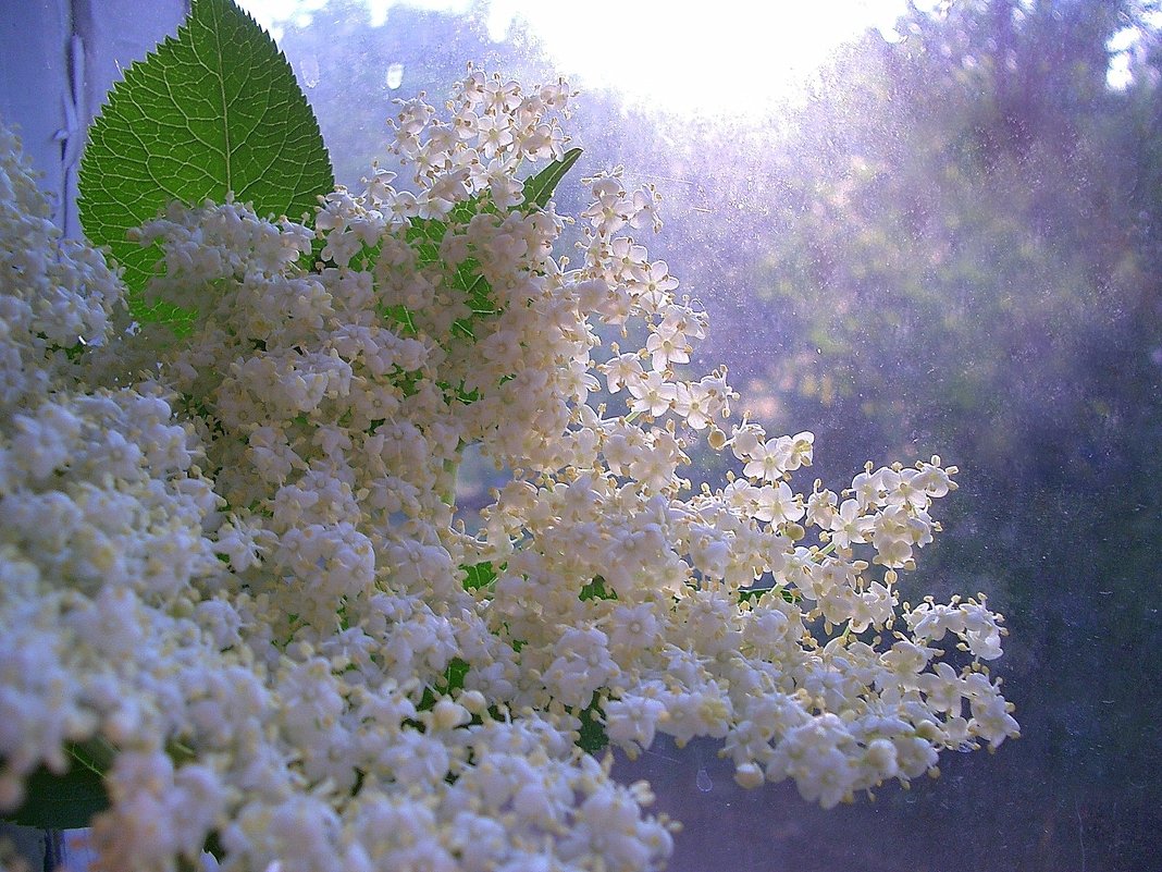 Бузина на окне. - Оля Богданович