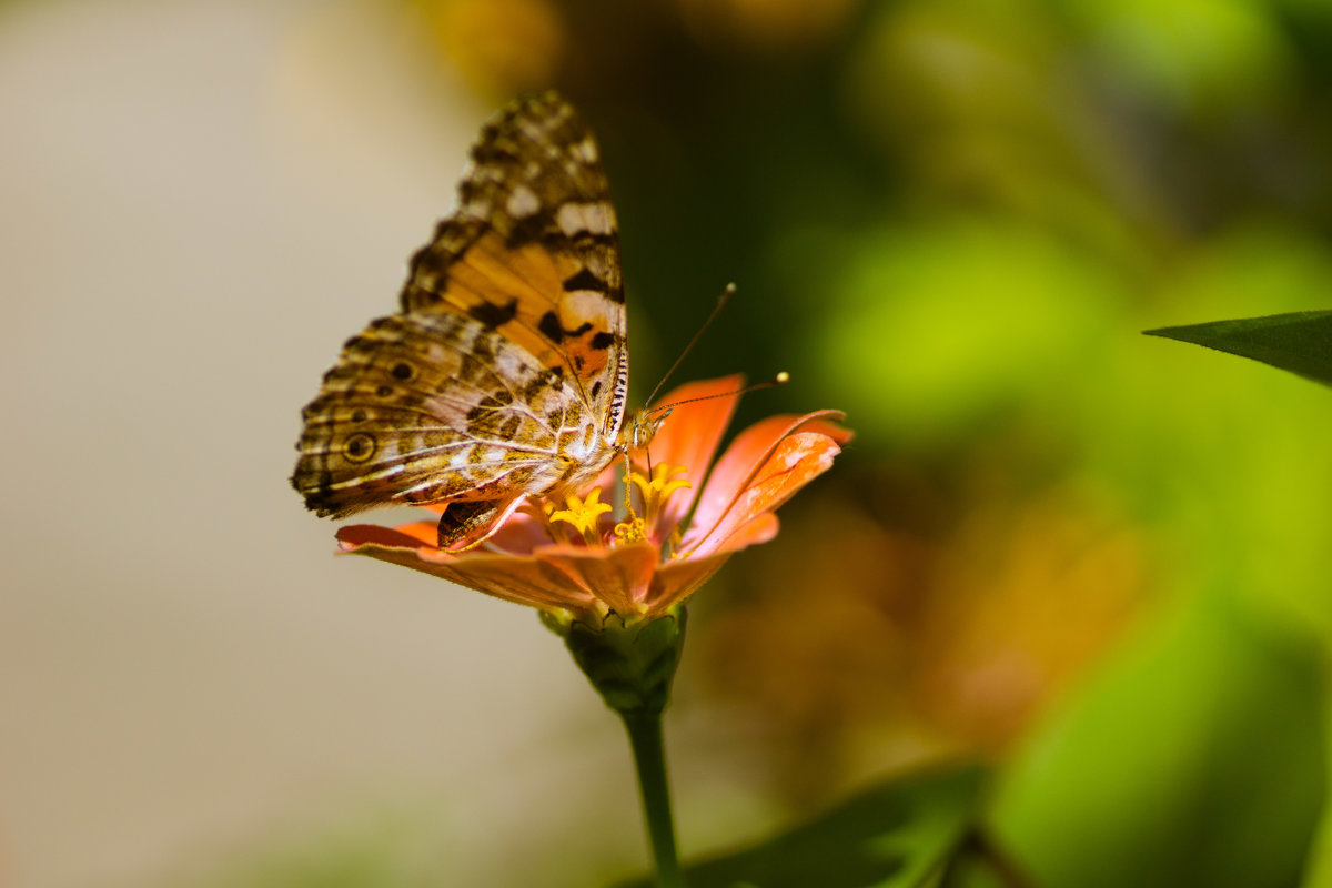 бабочка - юлия макухина