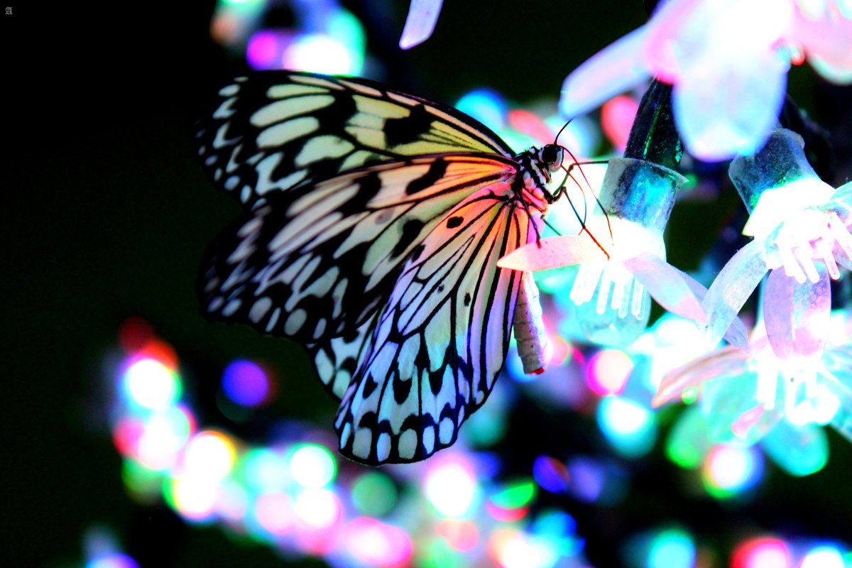 butterfly - Алла Черных