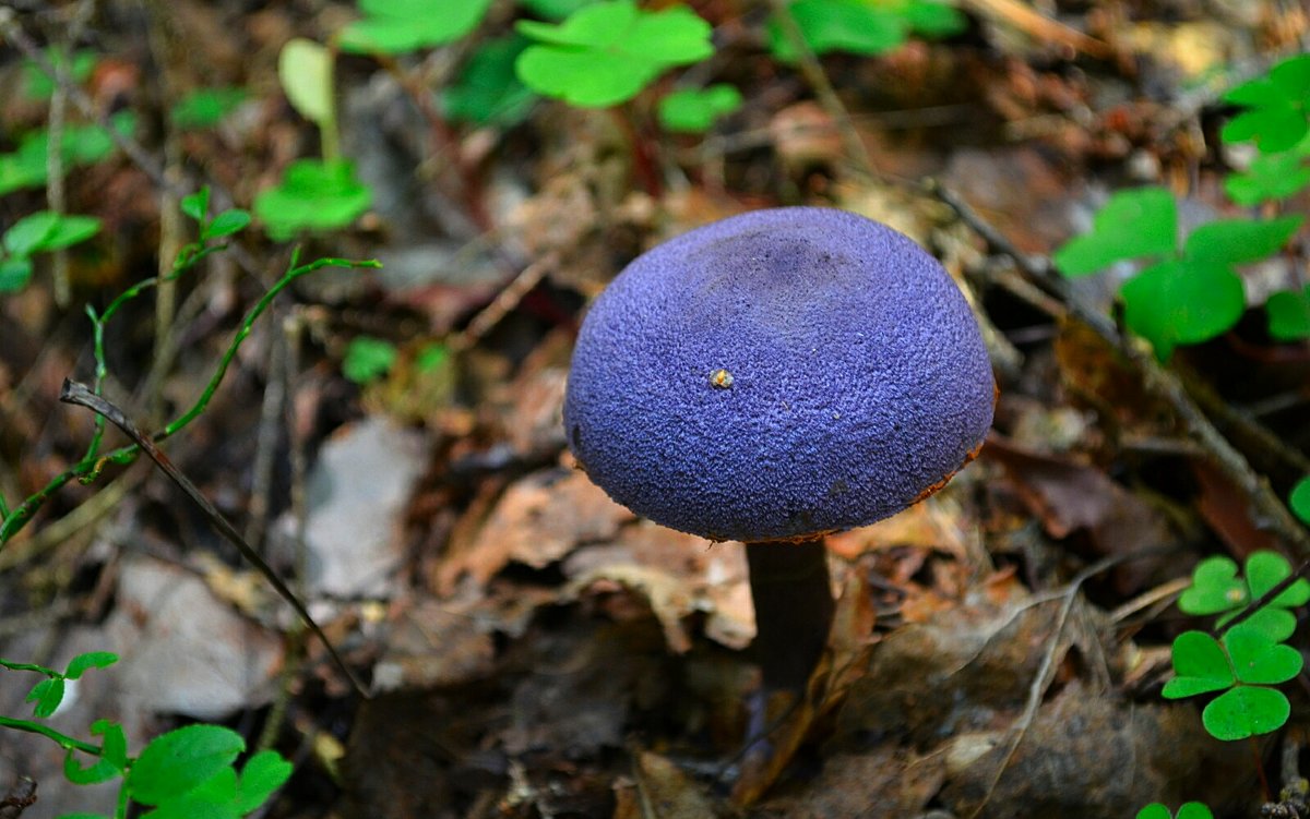 Фиолетовый гриб - Милешкин Владимир Алексеевич 