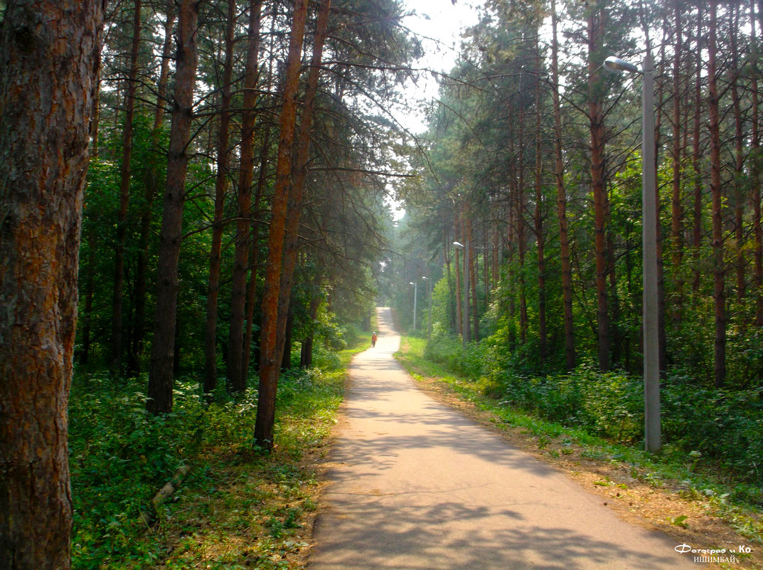 Дорога в лесу - Вячеслав Баширов