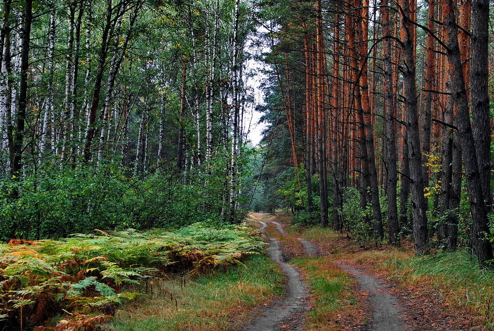 Меж берёз и сосен... - Лесо-Вед (Баранов)