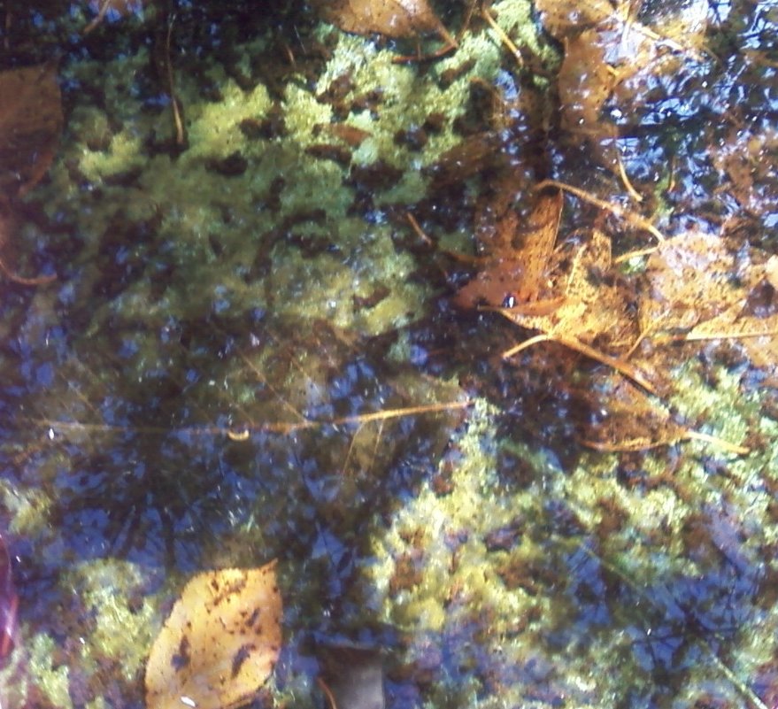 Осенняя мозаика - Dana 