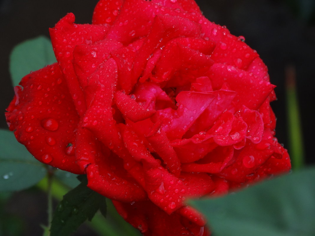 Роза августа под дождём... - Тамара (st.tamara)