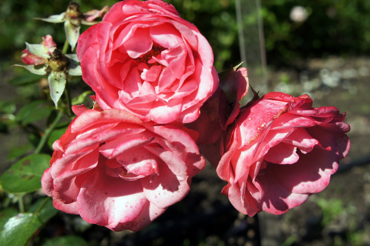 Роза "Bella Rosa". Год создания 1988. Группа флорибунда розы - Елена Павлова (Смолова)