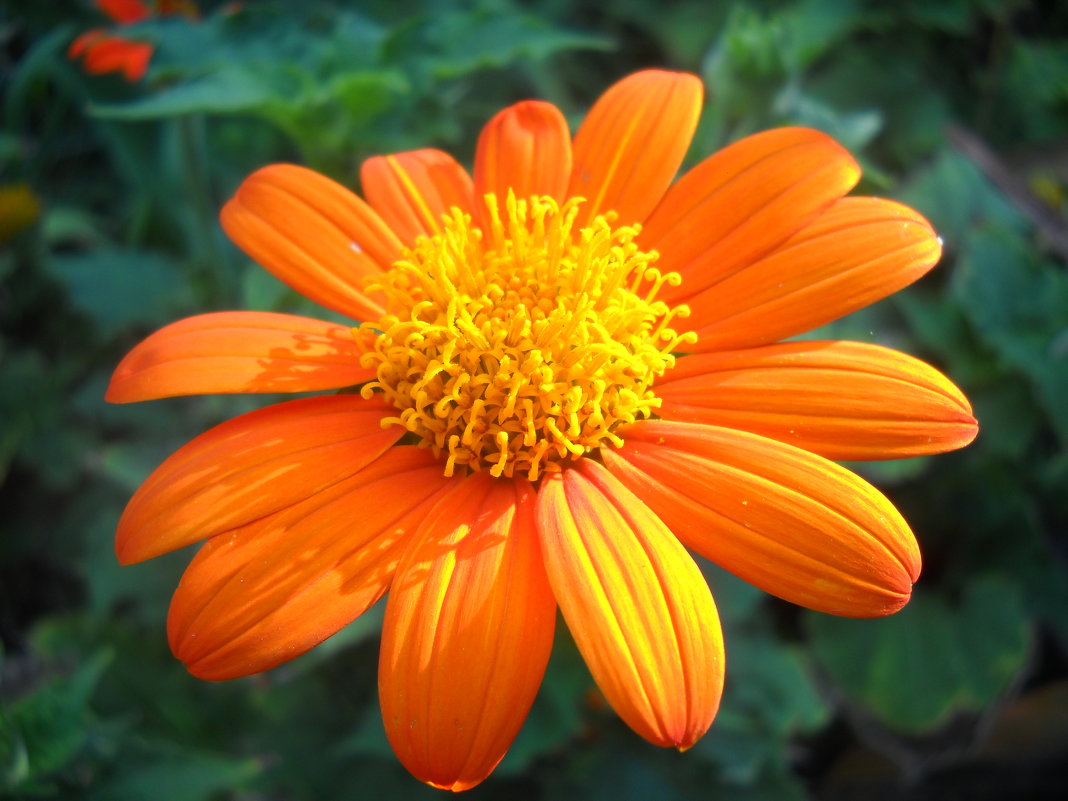 Оранжевый цветок - Victoria 