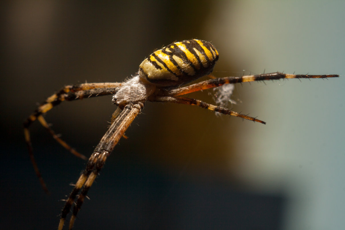 Argiope bruennichi - Максим Миронов