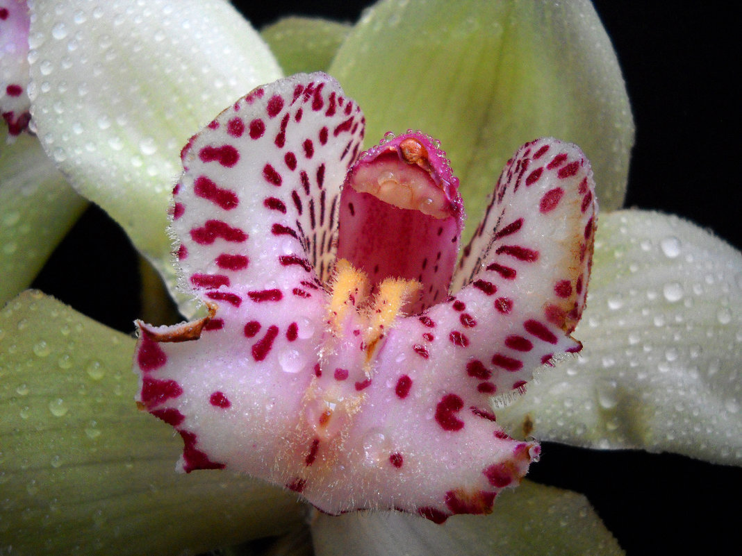 Орхидея - Victoria 